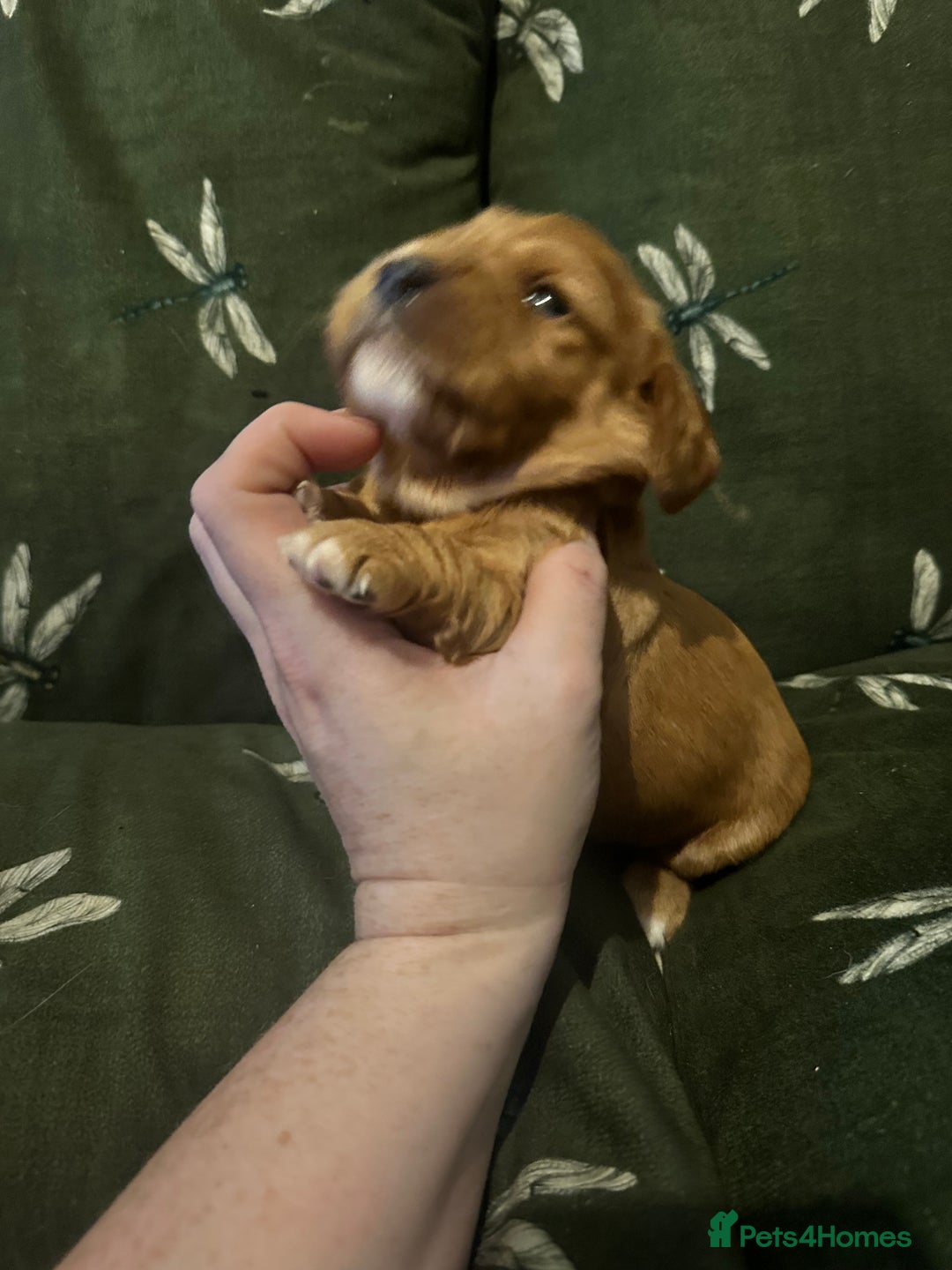 Cockalier dogs for sale: Cockalier puppies  - Advert 30