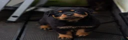 Rottweiler dogs for sale: Chunky German Rottweilers pups  - Advert 25