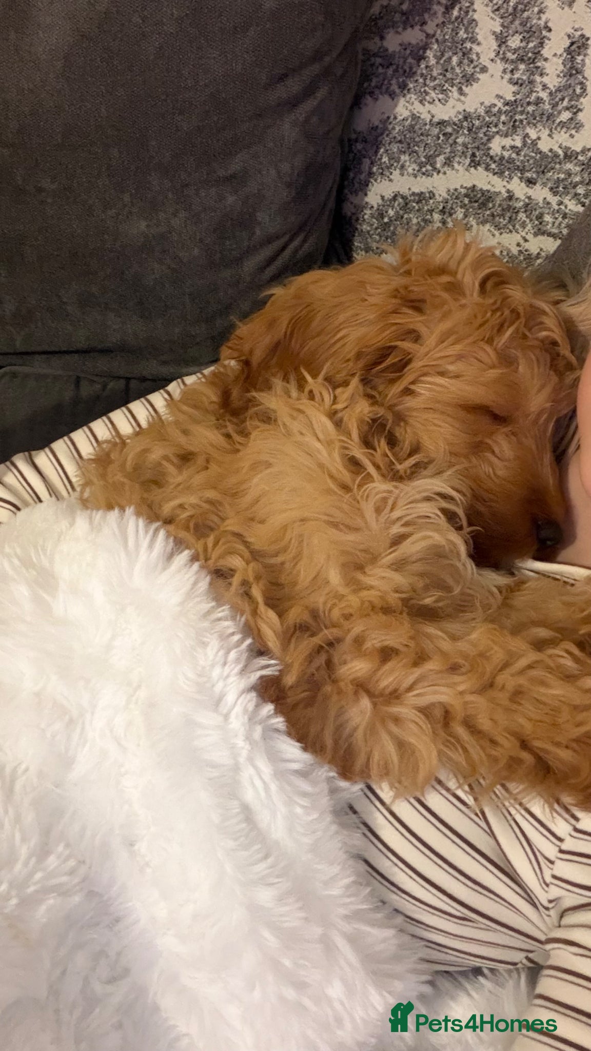 Cockapoo dogs Male Cockapoo  - Advert 1