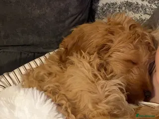 Cockapoo dogs Male Cockapoo - Advert 1