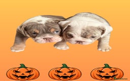 English Bulldog dogs for sale: Romeo & Juliet  - Image 8