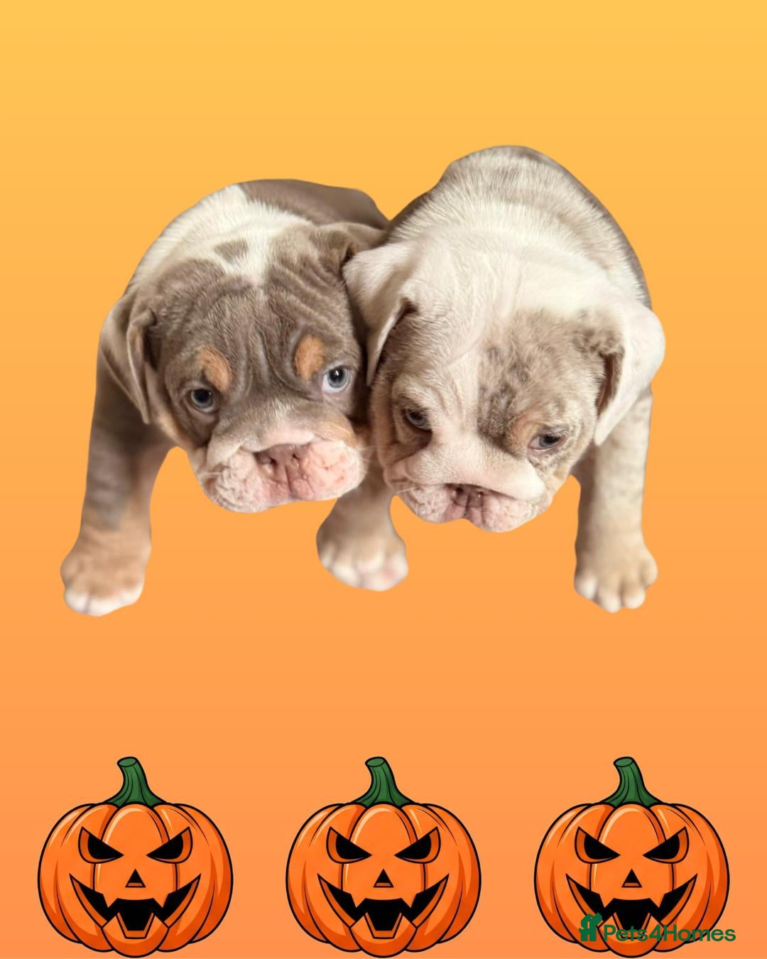 English Bulldog dogs for sale: Romeo & Juliet  - Image 8