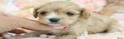 Cavapoo dogs for sale: Health Tested Cavapoos by Licensed Breeder - Advert 6