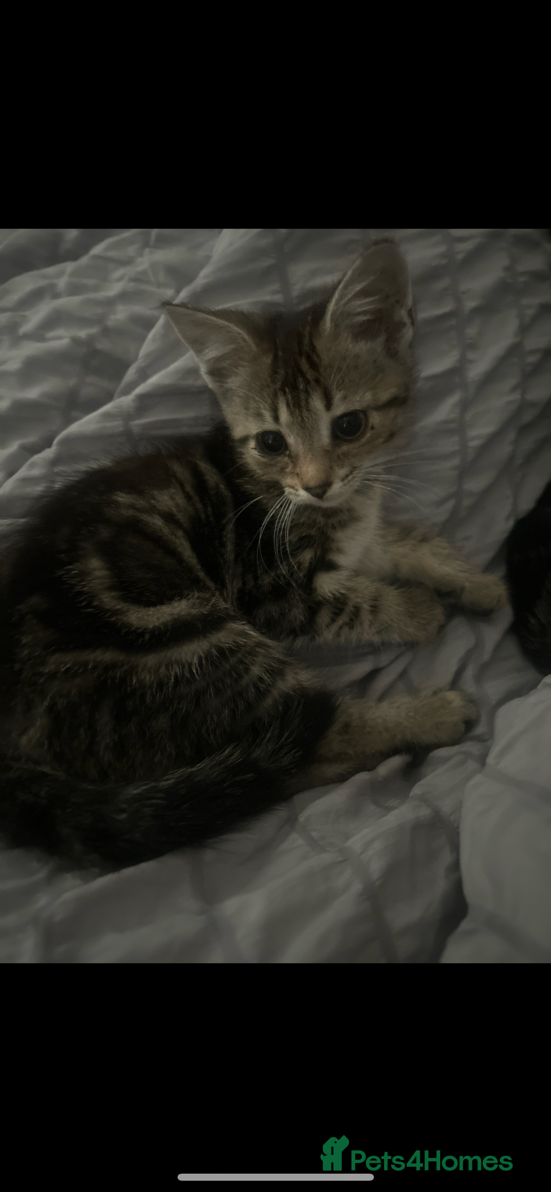 Domestic Shorthair cats for sale: 4 kittens ready to leave now - Image 13