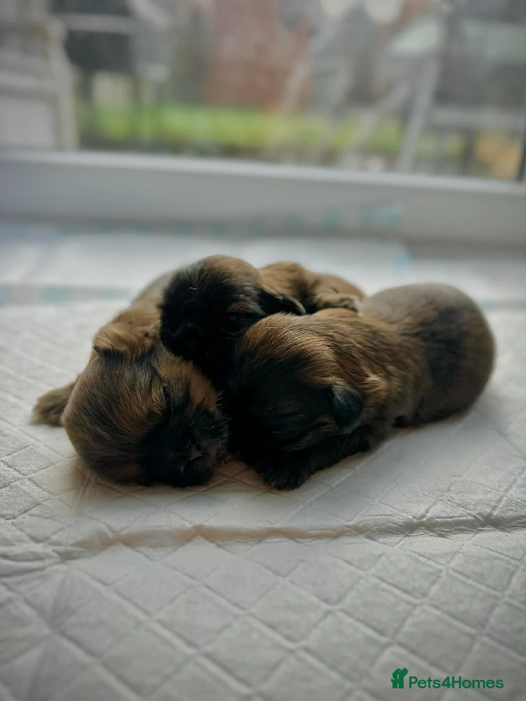 Shih Tzu dogs for sale: Adorable Shih Tzu Puppies For Loving Homes. - Advert 4