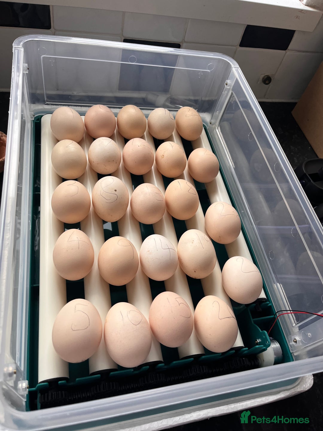 Chickens poultry for sale: Speckled Sussex Hatchlings - Image 1