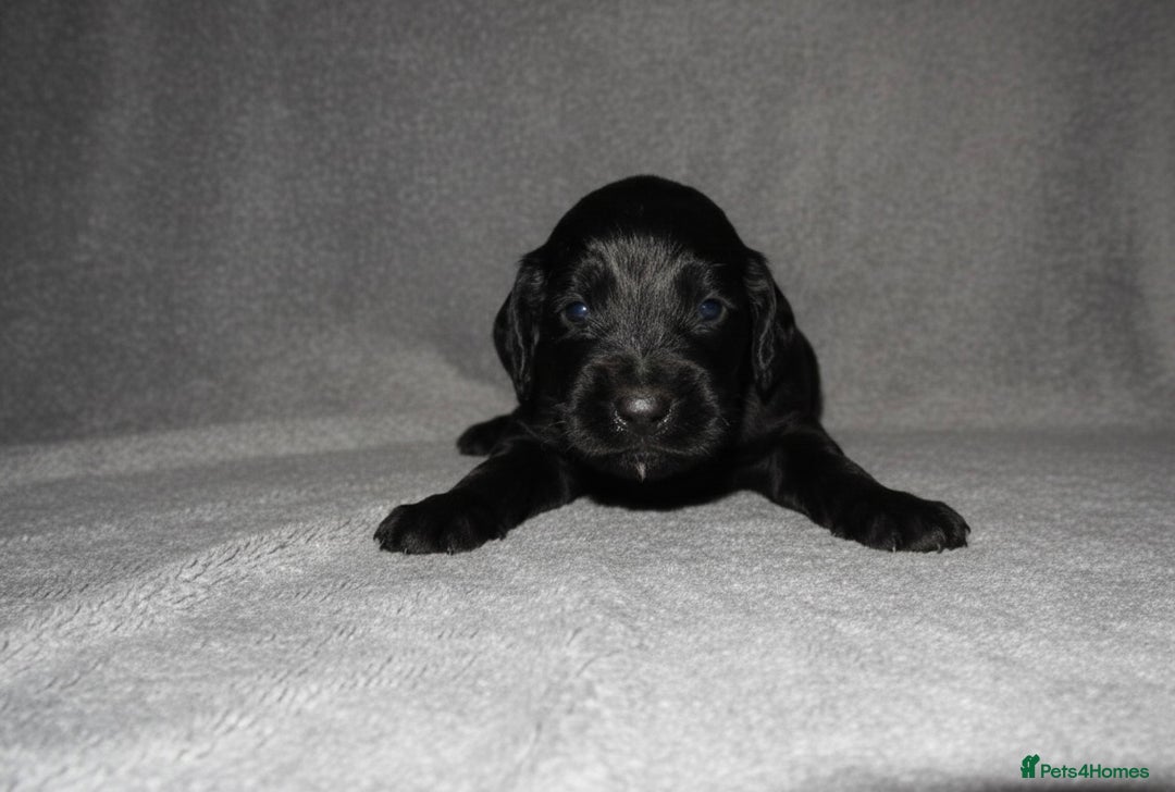 Cockapoo dogs for sale: Cockapoo Puppy’s 🐶🐾 - Advert 12