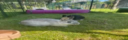 Netherland Dwarf rabbits for sale: Male & female Netherland dwarfs  - Advert 1