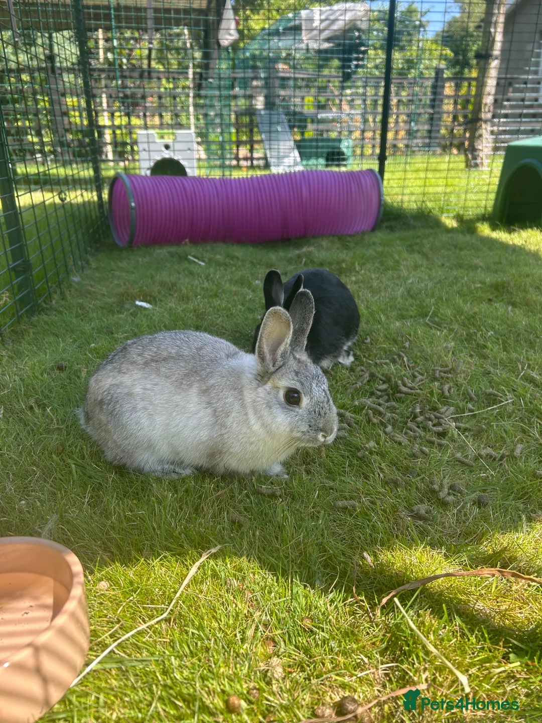 Netherland Dwarf rabbits for sale: Male & female Netherland dwarfs  - Advert 1