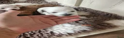 Maltipoo dogs for sale: Maltipoo puppies 2 girls 2 boys - Advert 9