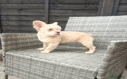 French Bulldog dogs for sale: Fluffy French bulldog male  - Image 5