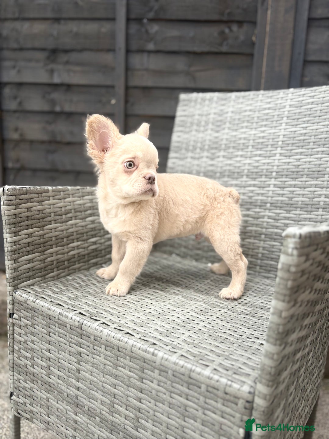 French Bulldog dogs for sale: Fluffy French bulldog male  - Image 5
