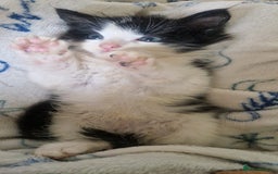Mixed Breed cats for sale: Kittens for sale  - Image 4