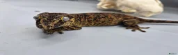 Gecko reptiles for sale: Proven breeder Orange blotch gargoyle gecko  - Advert 7