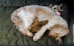 Cockapoo dogs for sale: Female cockapoo cream/beige - Image 17