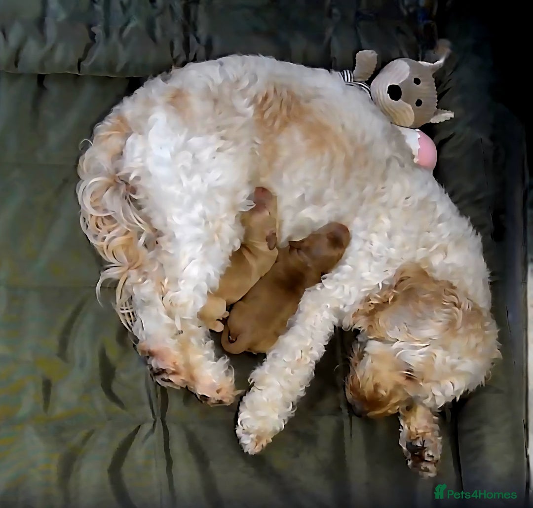 Cockapoo dogs for sale: Female cockapoo cream/beige - Image 17
