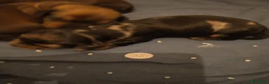 Miniature Dachshund 2
