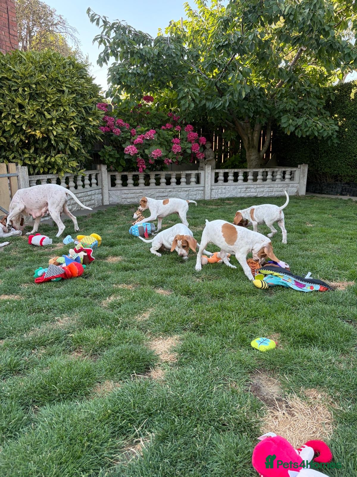 Pointer dogs Pointer pups | Working & Champion Bloodlines  - Advert 6