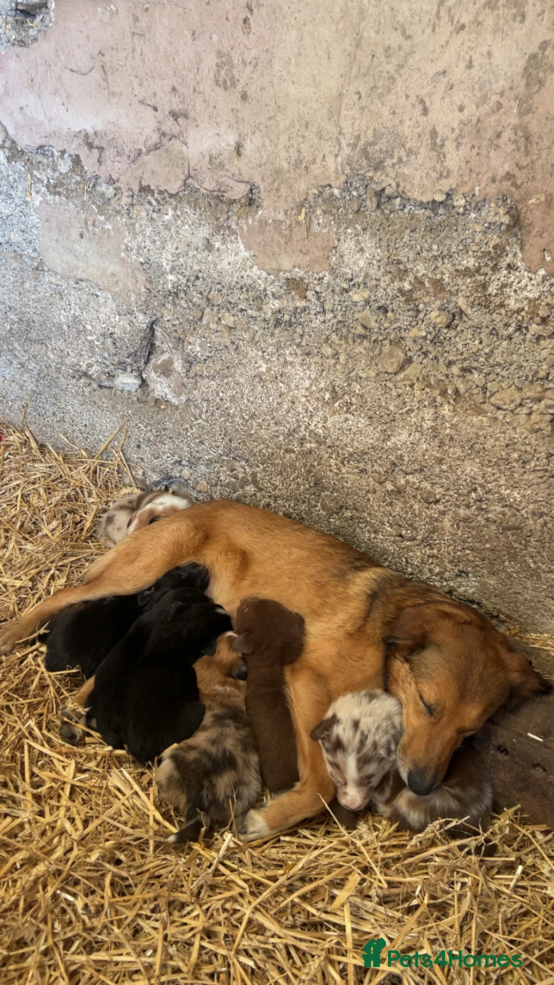 Mixed Breed dogs for sale: Collie x Australian Shepherd pup - Advert 2