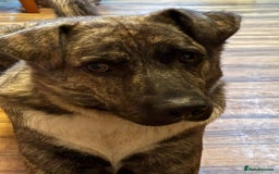 Mixed Breed dogs for adoption: Benji  - Image 5