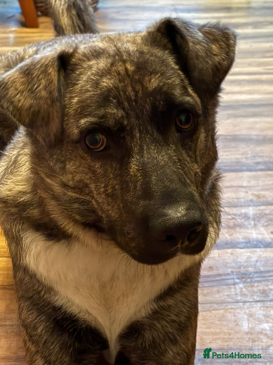 Mixed Breed dogs for adoption: Benji  - Image 5