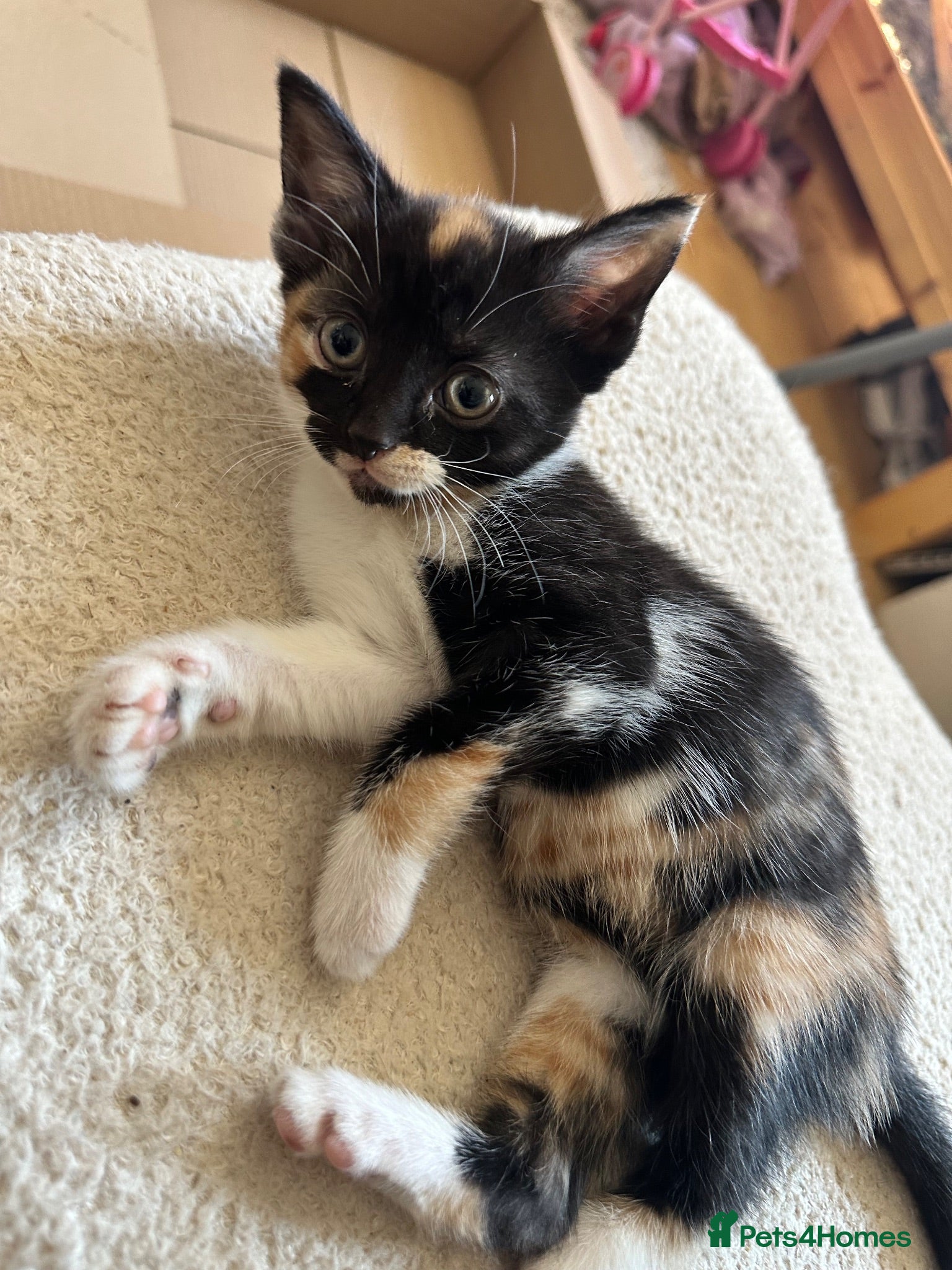 Domestic Shorthair cats Female calico kitten - Advert 1