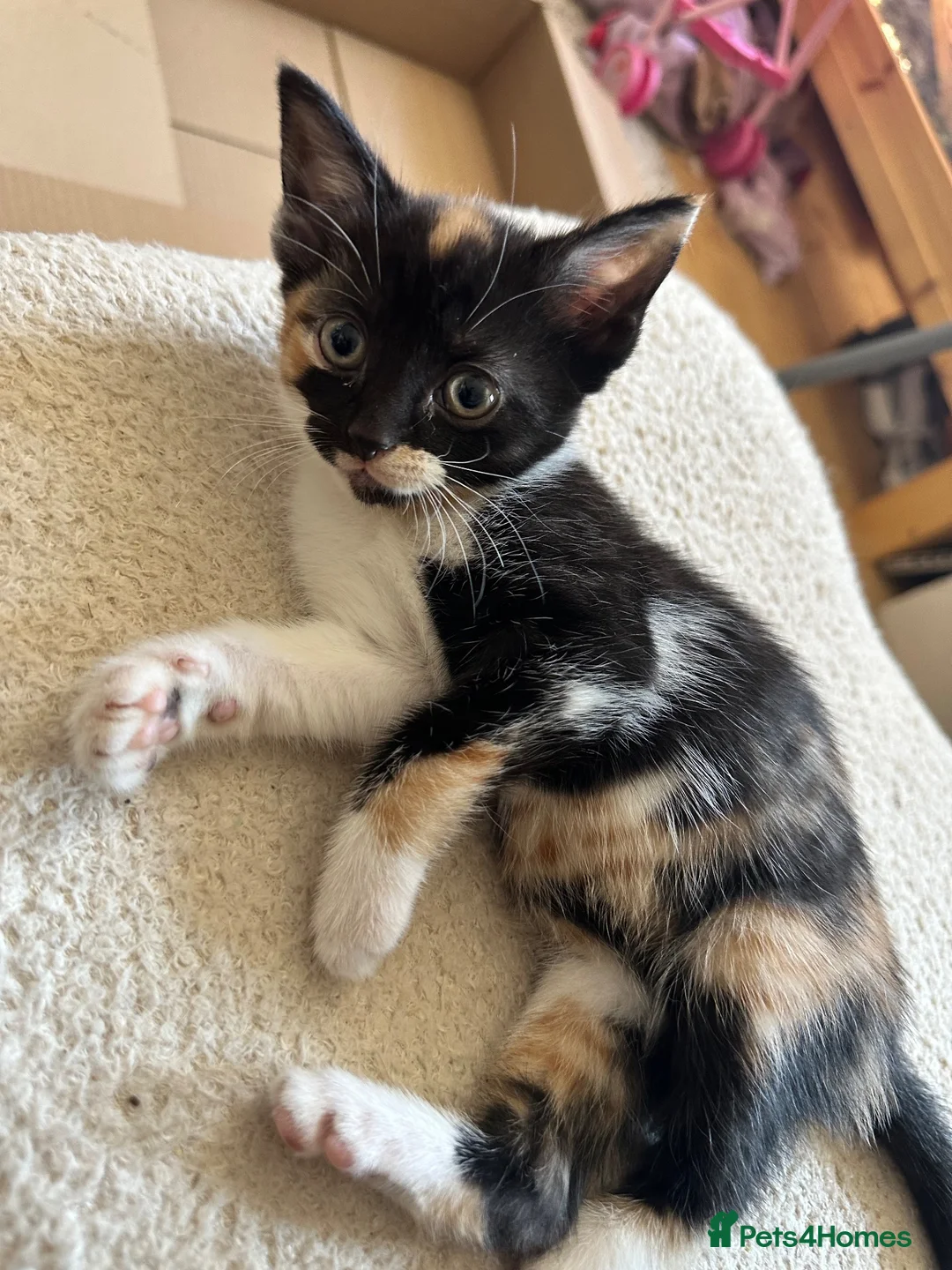 Domestic Shorthair cats for sale: Female calico kitten in Walsall - Advert 1