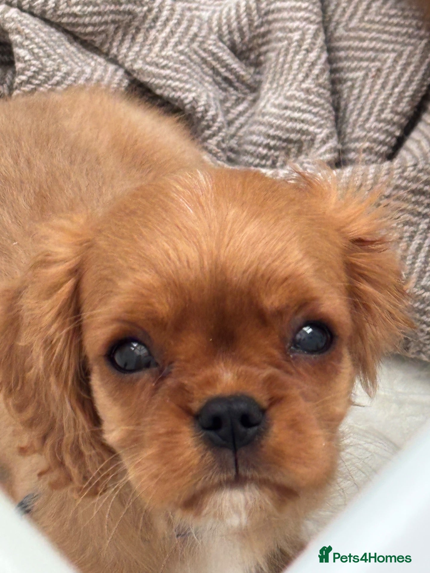 Cavalier King Charles Spaniel dogs for sale: KC registered Cavalier King Charles Spaniels  - Advert 5