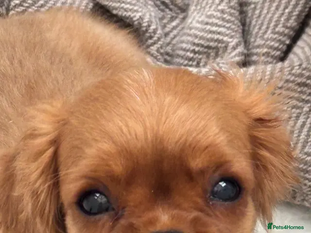 Cavalier King Charles Spaniel dogs for sale: KC registered Cavalier King Charles Spaniels - Advert 5
