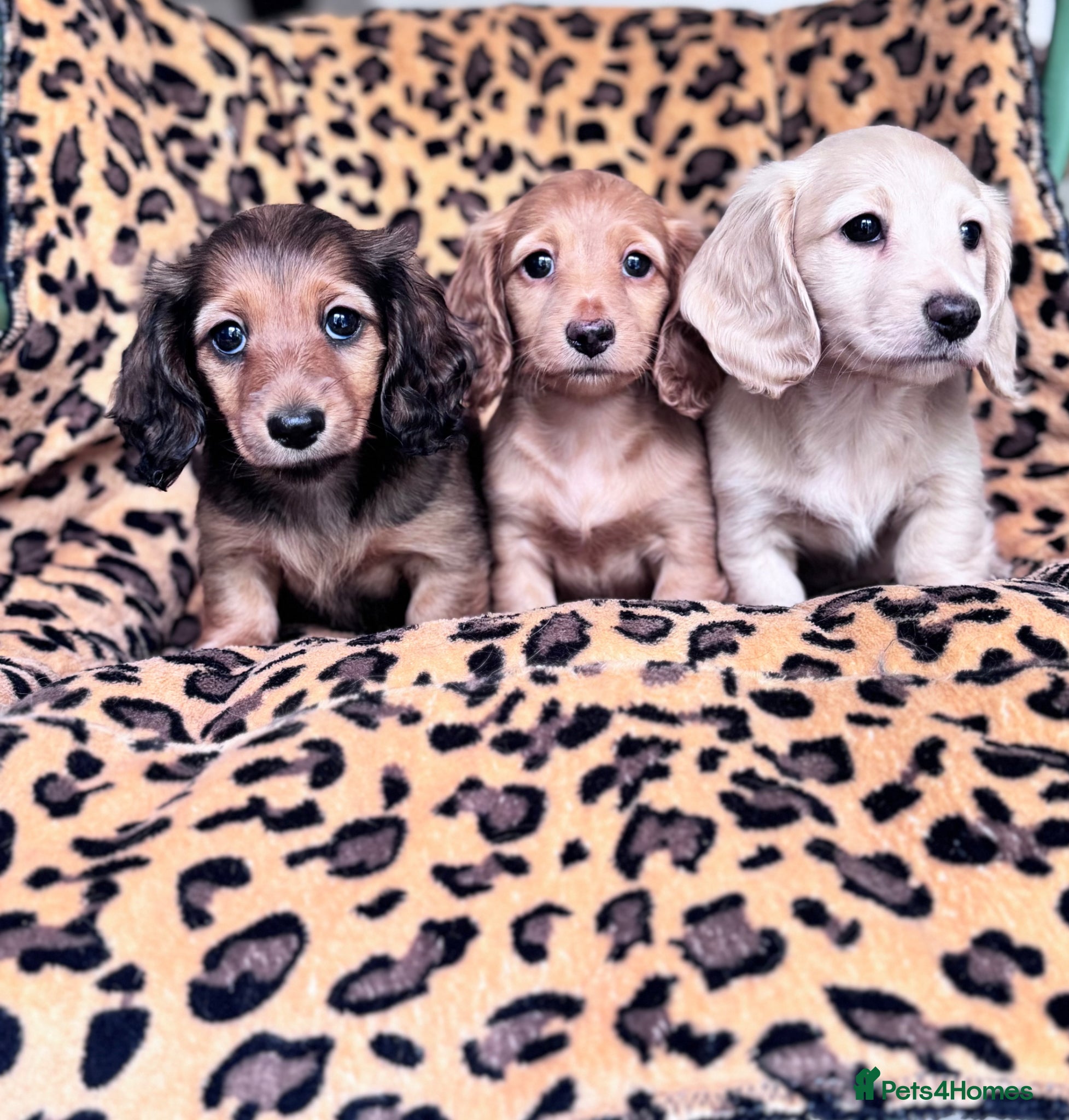 Miniature Dachshund dogs Miniature longhaired Dachshunds kc reg PRA clear - Advert 1