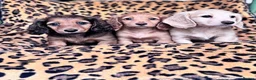 Miniature Dachshund dogs for sale: Miniature longhaired Dachshunds kc reg PRA clear - Advert 5