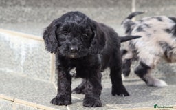 Cockapoo dogs for sale: F1 Cockapoo puppies for sale  - Image 5