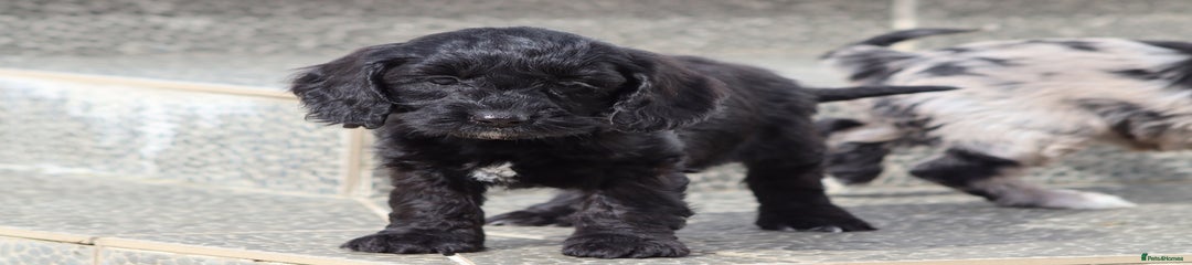 Cockapoo Puppy 1