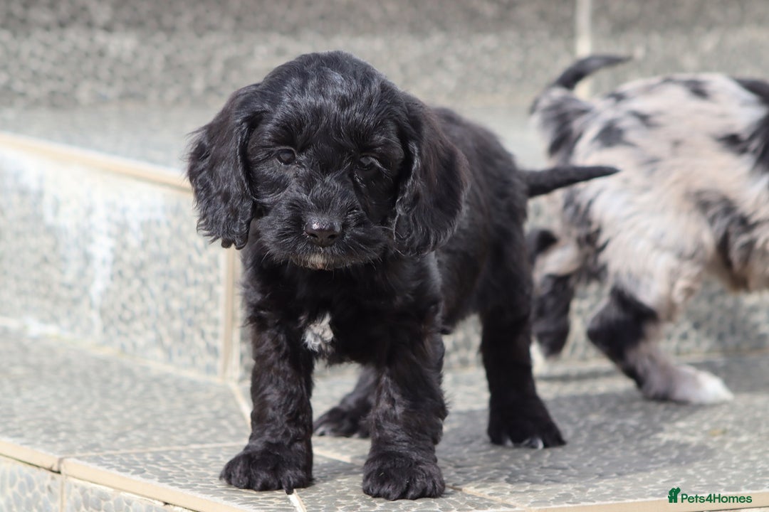 Cockapoo dogs for sale: F1 Cockapoo puppies for sale  - Image 5