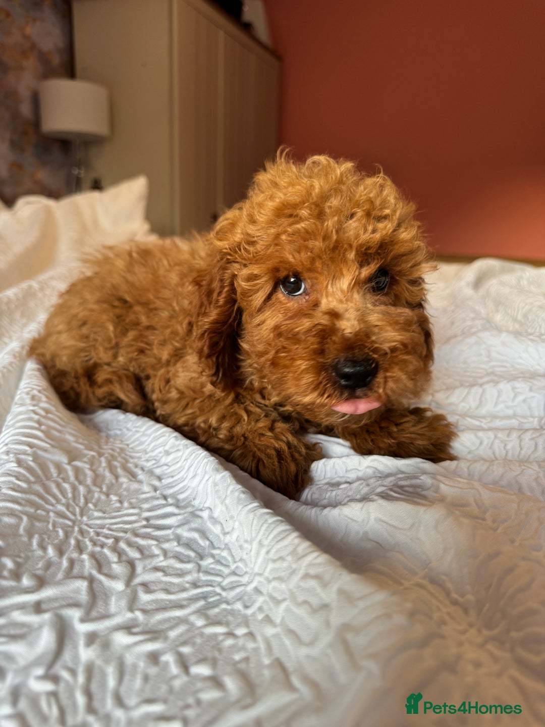 Cockapoo dogs for sale: Adorable cockapoo puppies  - Image 6