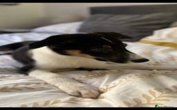 Border Collie dogs for sale: Border collies Dundee  - Image 16