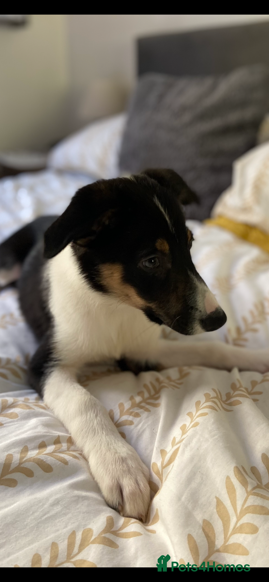 Border Collie dogs for sale: Border collies Dundee  - Image 16