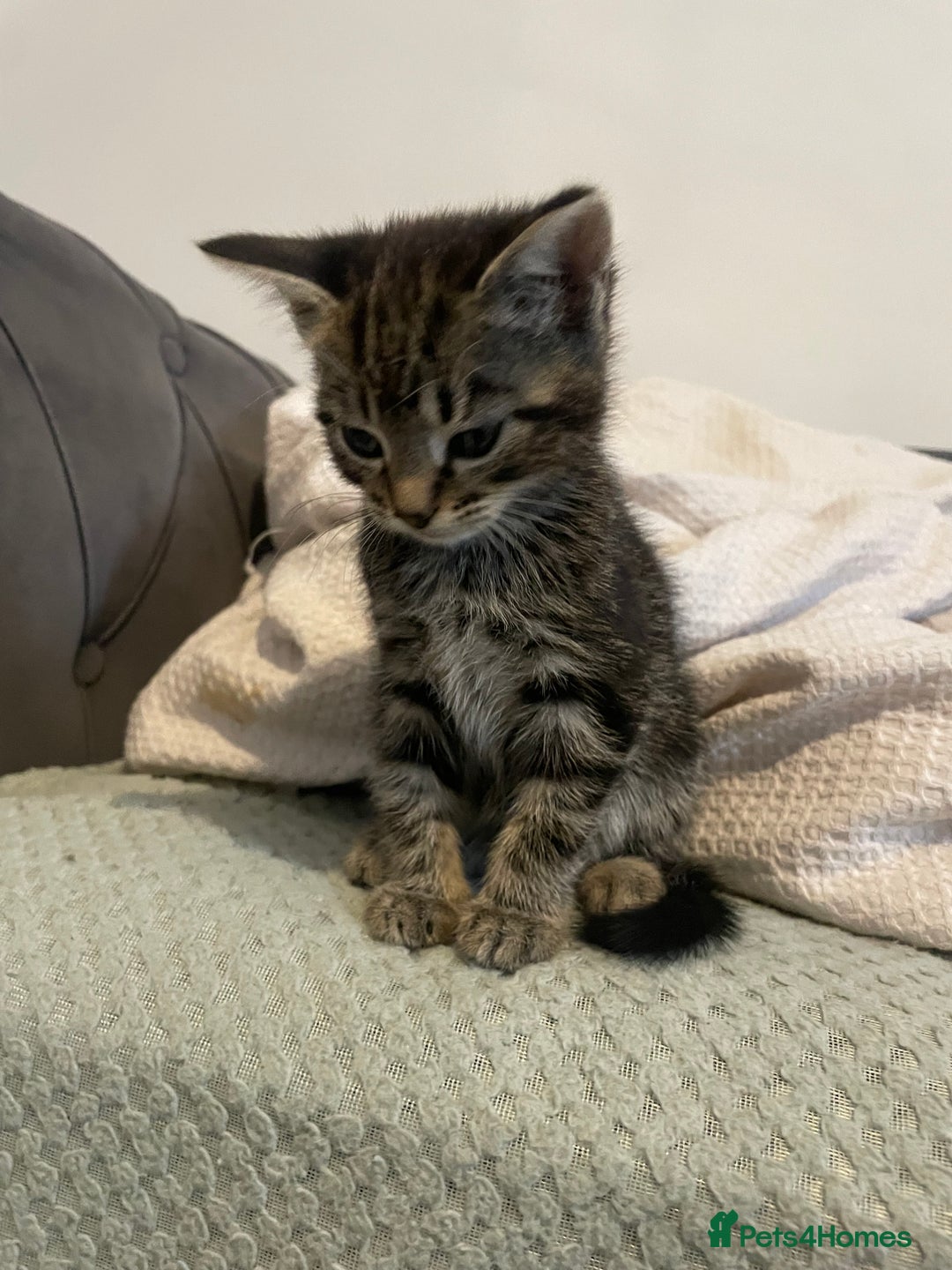 Mixed Breed cats for sale: Beautiful kitten  - Image 8