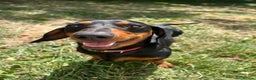 Dachshund dogs for stud: Male Black and Tan daschund  - Advert 4
