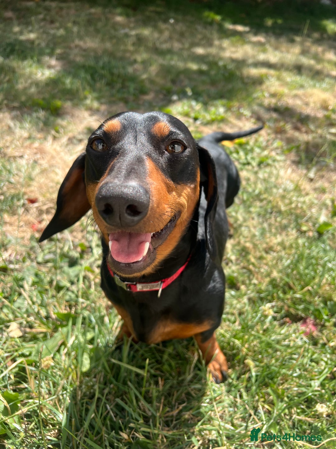 Dachshund dogs for stud: Male Black and Tan daschund  - Advert 4