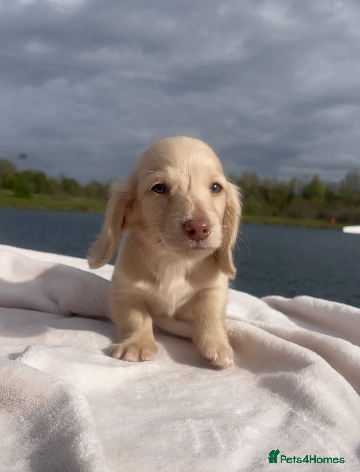 Miniature Dachshund dogs Chocolate based ee L/H Miniature Dachshund - Advert 1