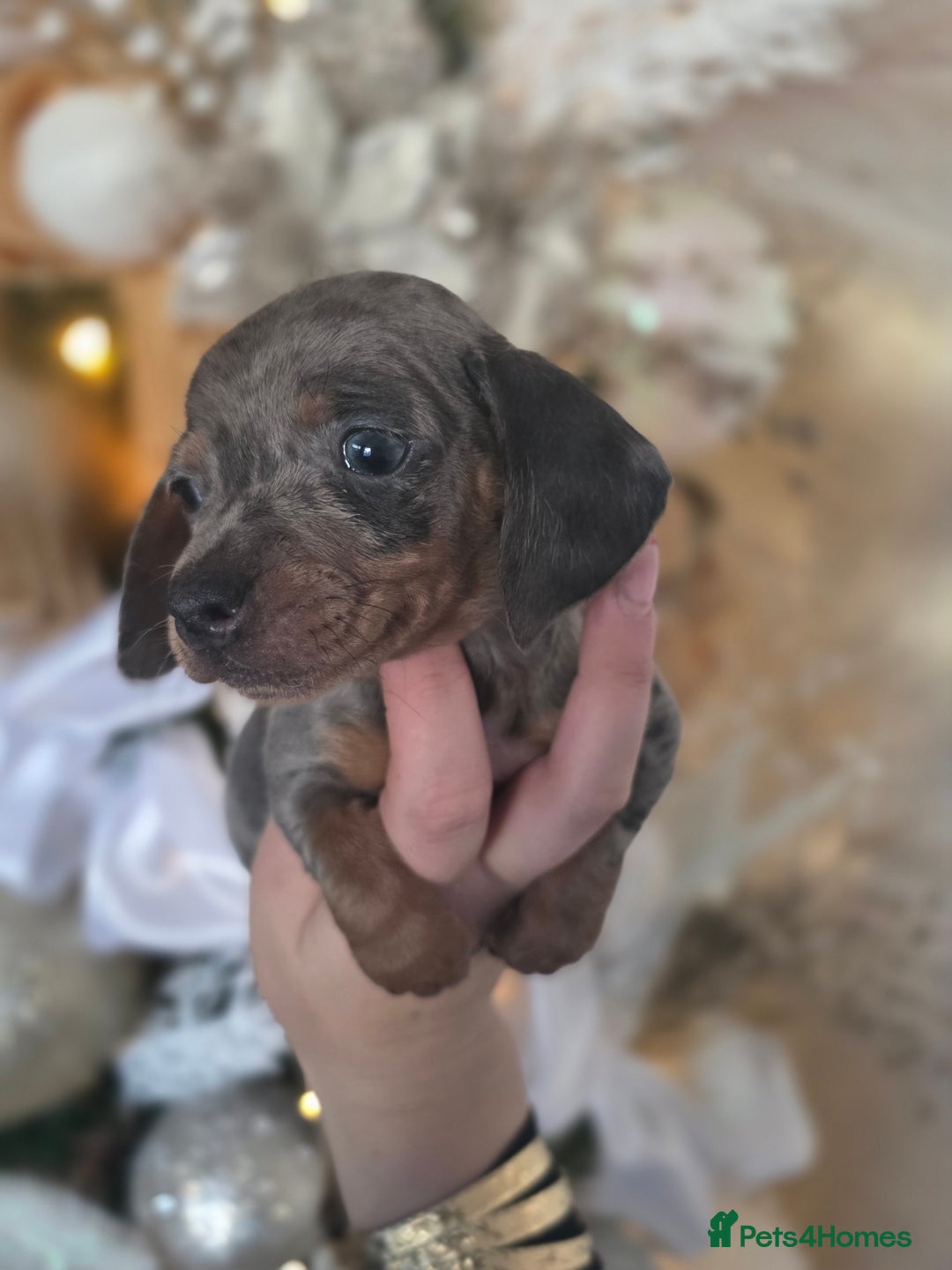Dachshund dogs for sale: Daschund puppies - Advert 3