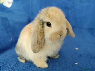 Mini Lop rabbits Baby mini lops for sale - Advert 22