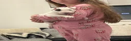English Bull Terrier dogs for sale: Beautiful bull terrier available  - Advert 3