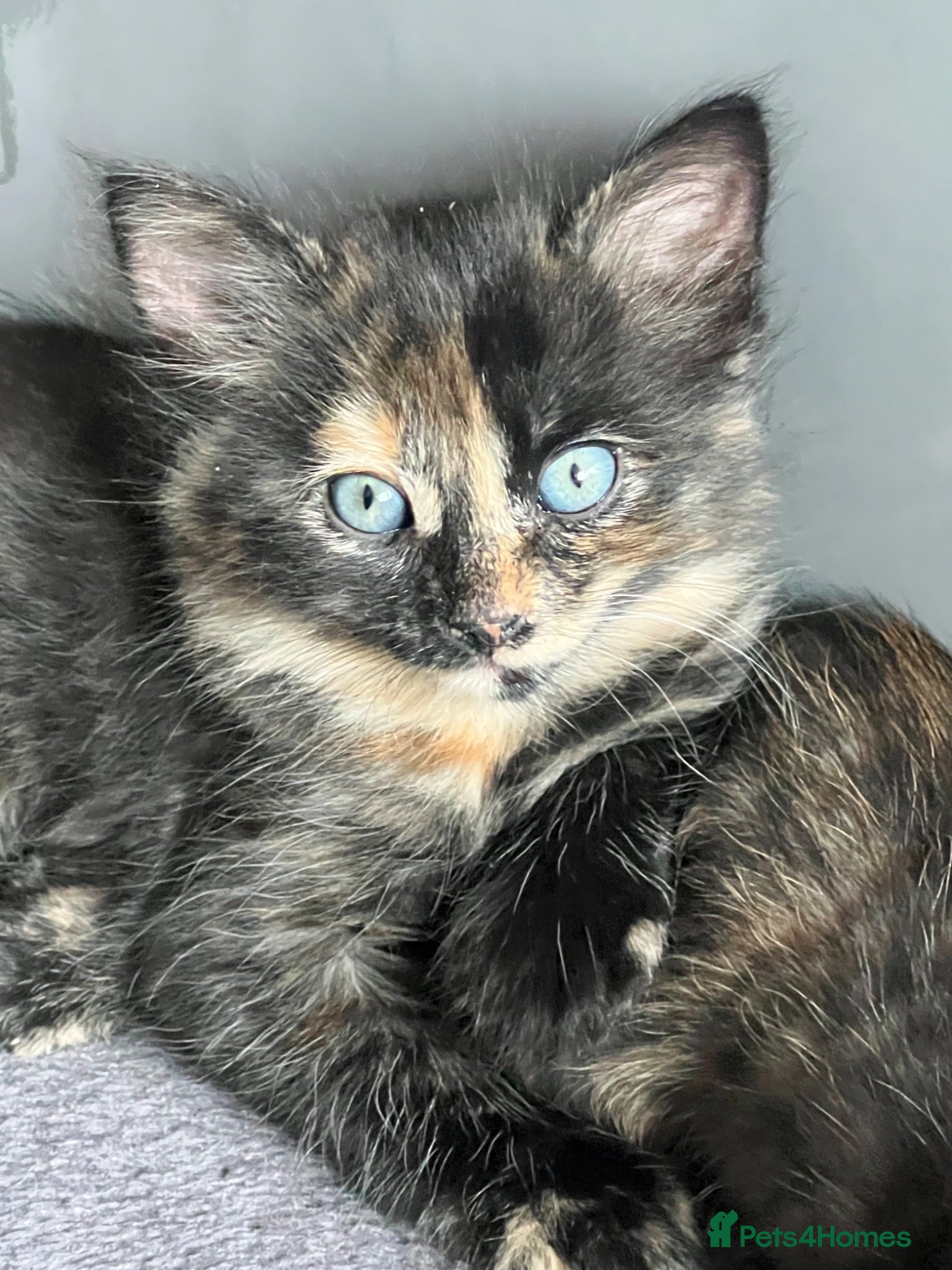 Mixed Breed cats Ready Now - Advert 2