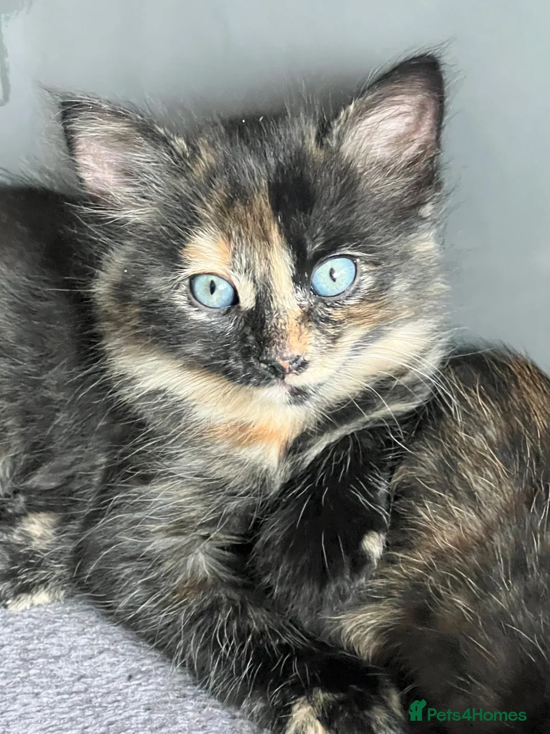 Mixed Breed cats for sale: Ready Now - Advert 2