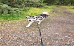 Pomsky dogs for sale: Pomsky F3 Pups -Read Descp - Image 16