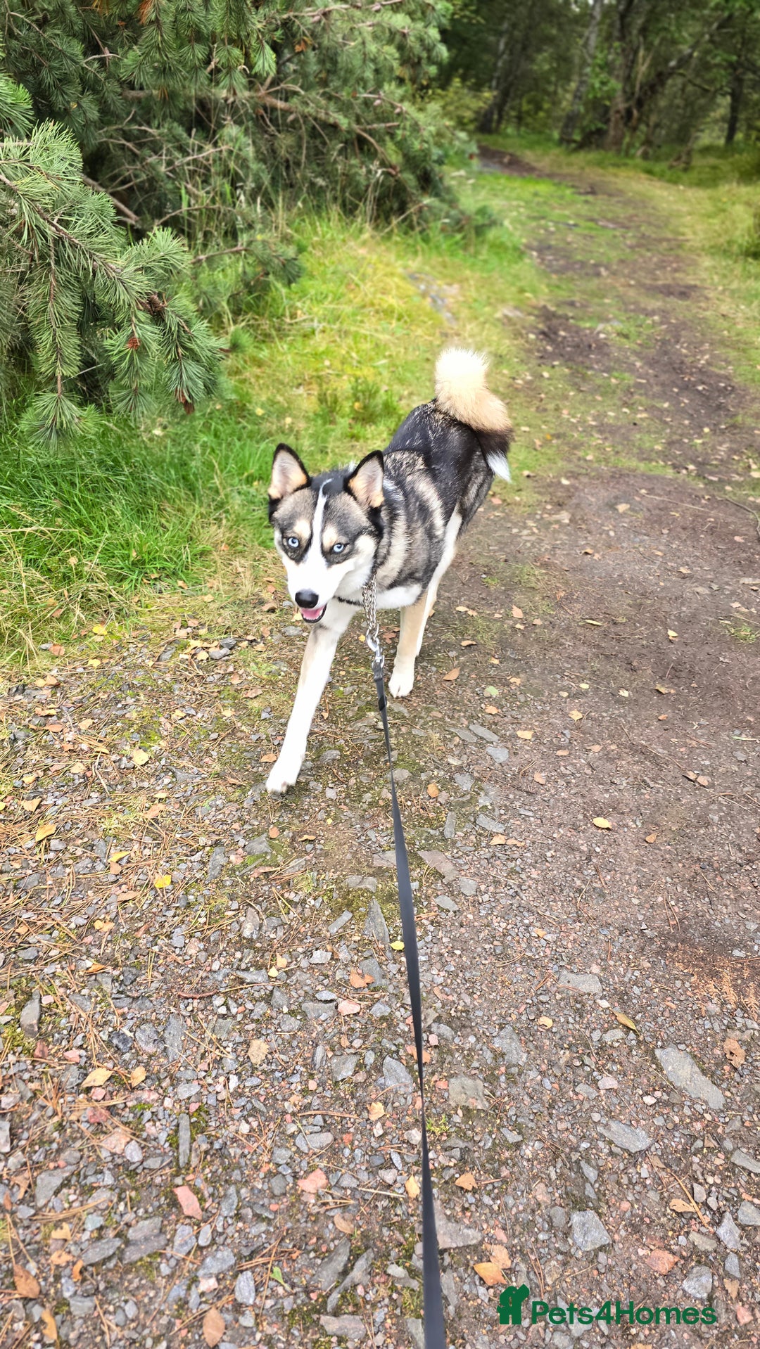 Pomsky dogs for sale: Pomsky F3 Pups -Read Descp - Image 16