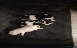 Chihuahua dogs for sale: 2 beautiful chihuahua pups - Image 2