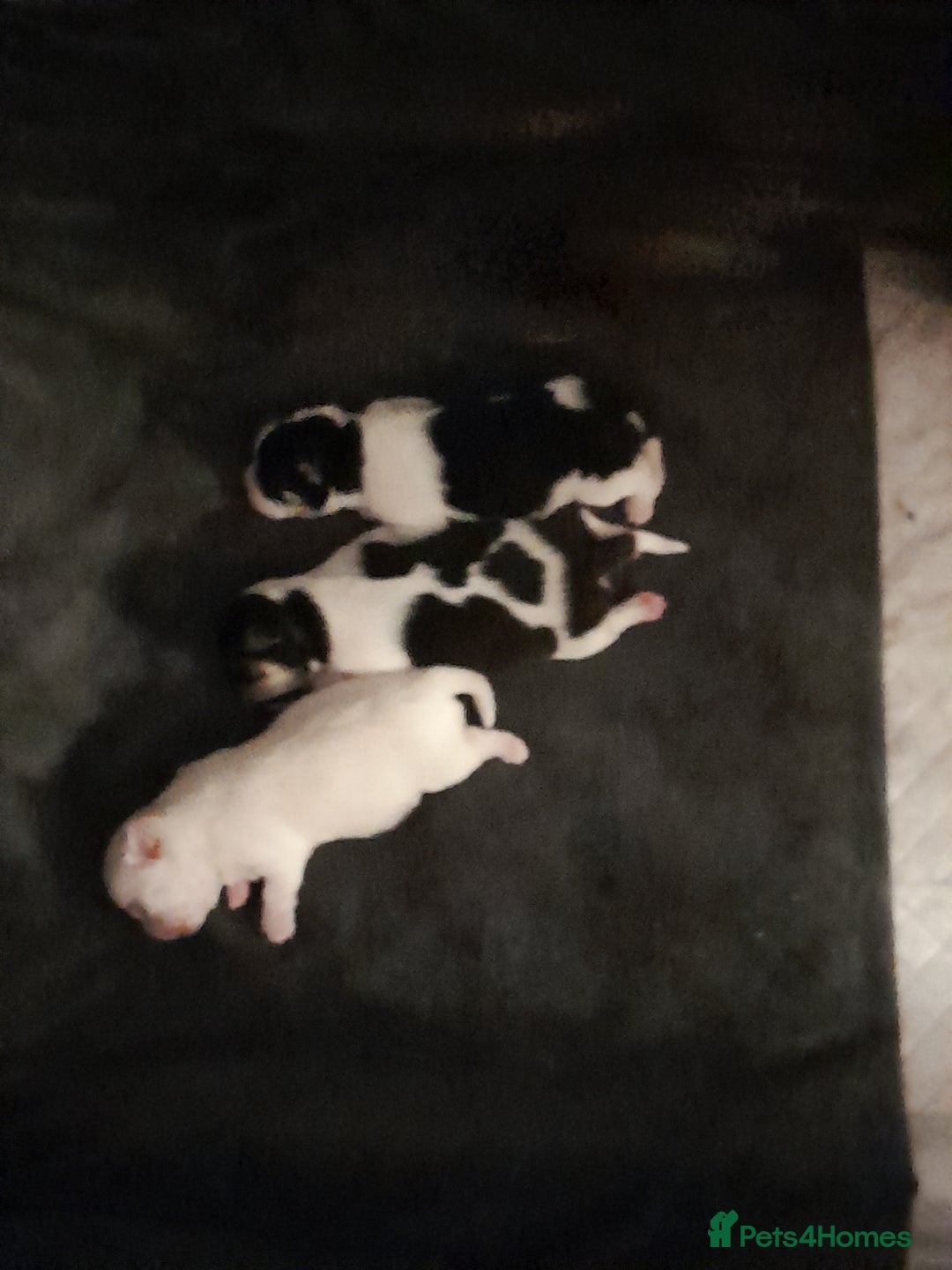 Chihuahua dogs for sale: 2 beautiful chihuahua pups - Image 2
